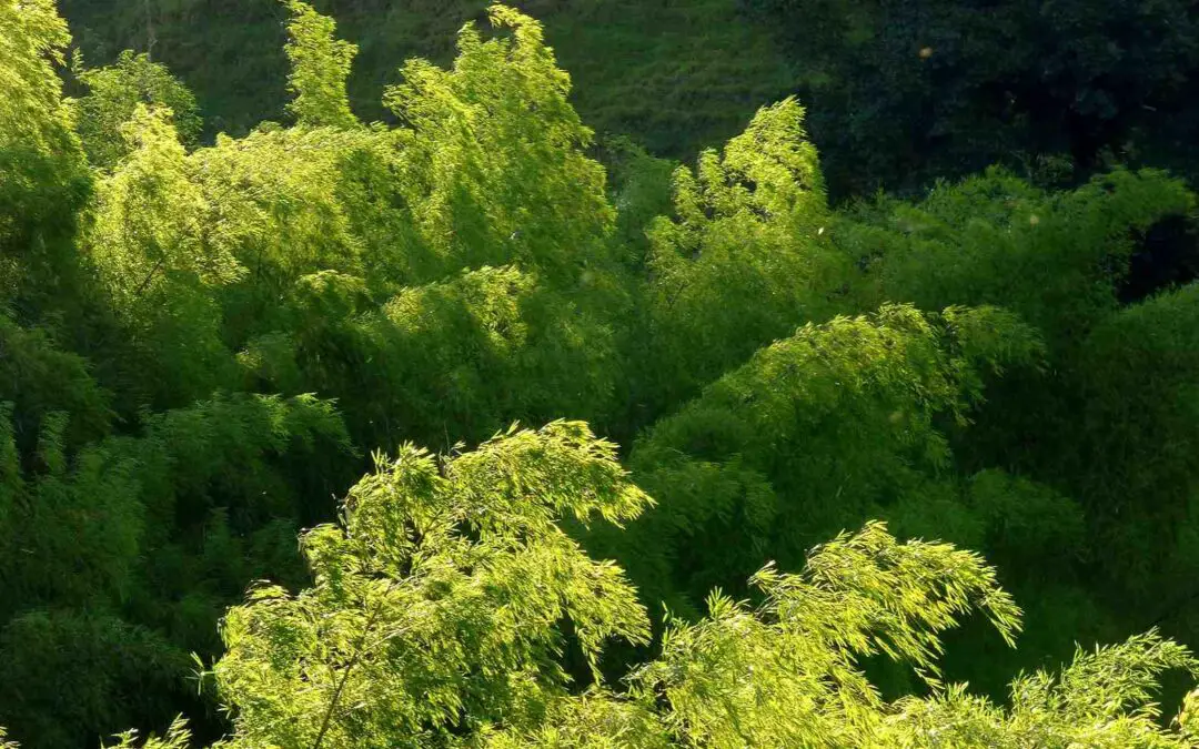 Guadua angustifolia bamboo in Colombia