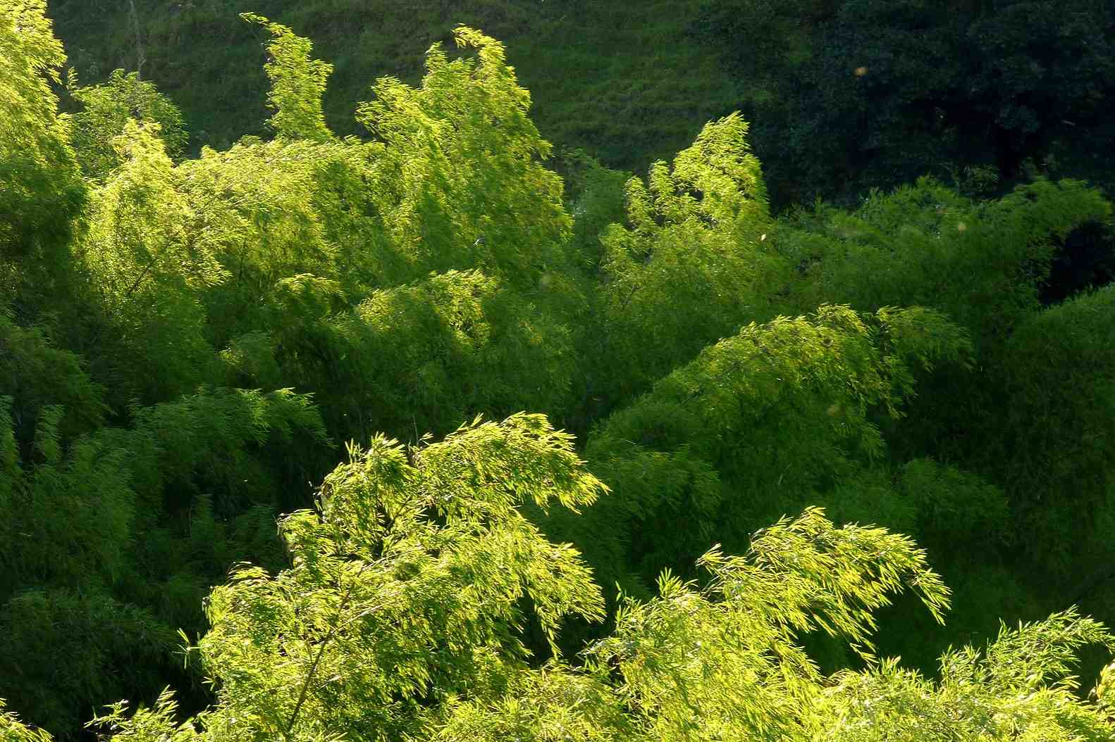 Guadua angustifolia bamboo in Colombia