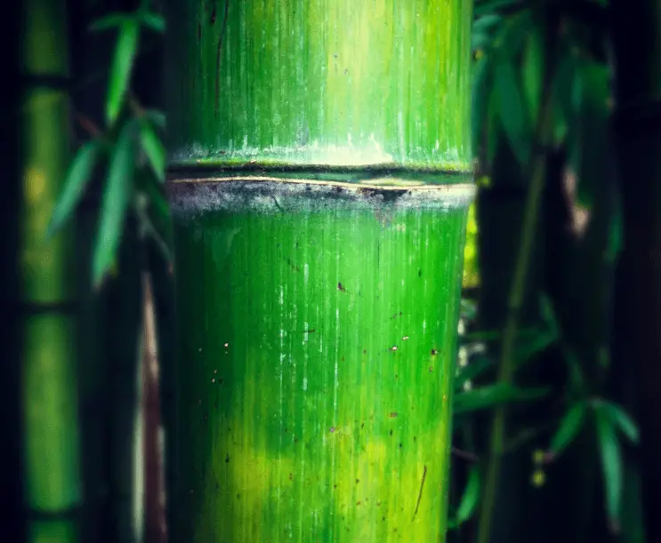 super bamboo
