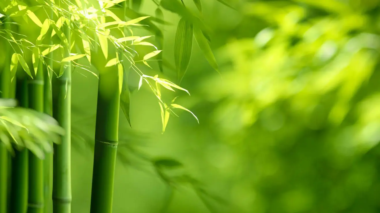 Bamboo wisdom and transcendence