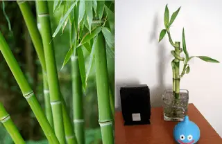 bamboo and lucky bamboo