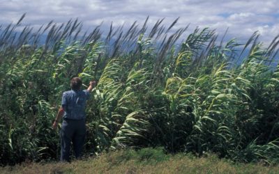 Arundo donax: Bamboo look-alike