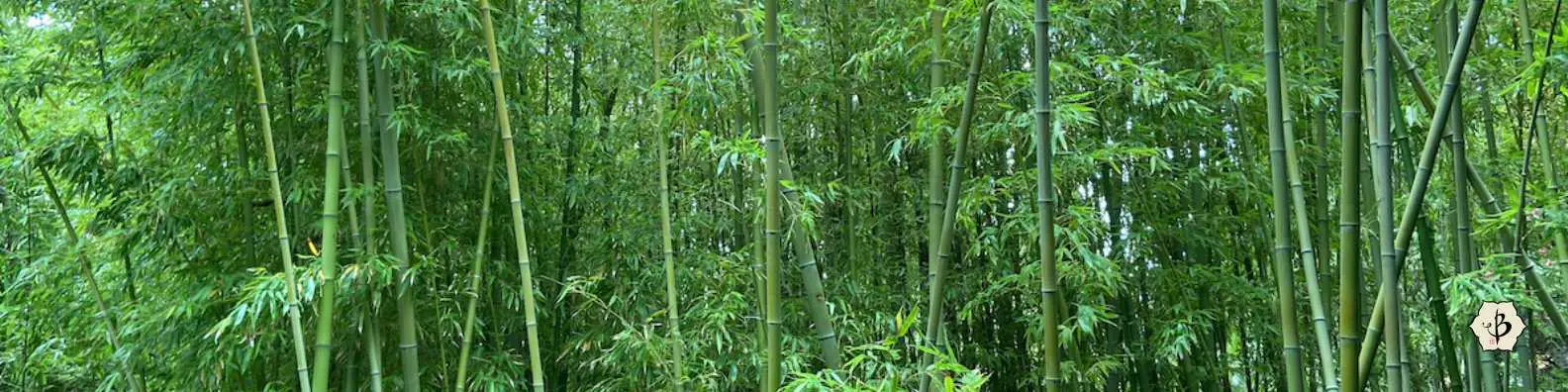 Green wax bamboo banner