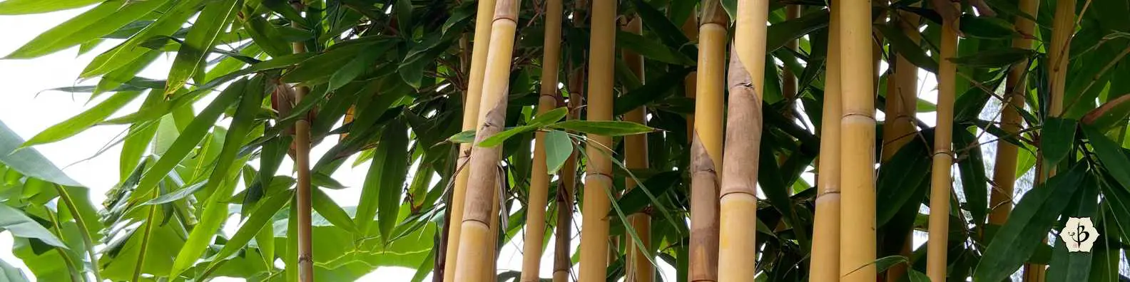 Sacred bali bamboo banner