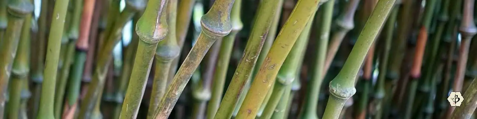 Walkingstick bamboo banner