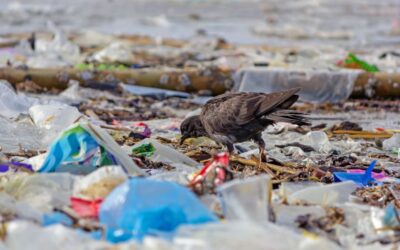Flotsam and Jet Stream: Marine garbage patches