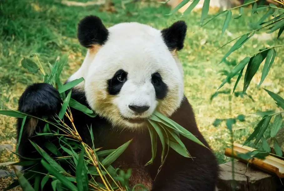 Panda turns bamboo into poo