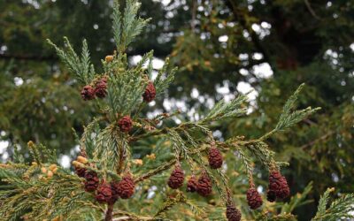 Space Needles: The Moon Tree of Mission Plaza