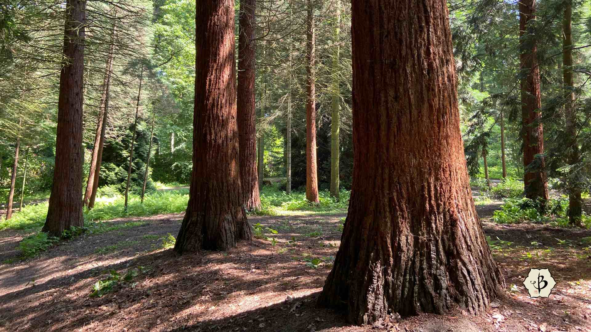 Redwood trees in Dortmund Germany