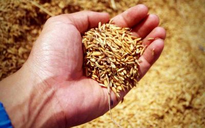 Sprout and About: SLO Seed Exchange