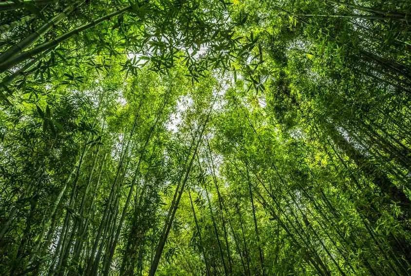 Planting Bamboo for Climate Change