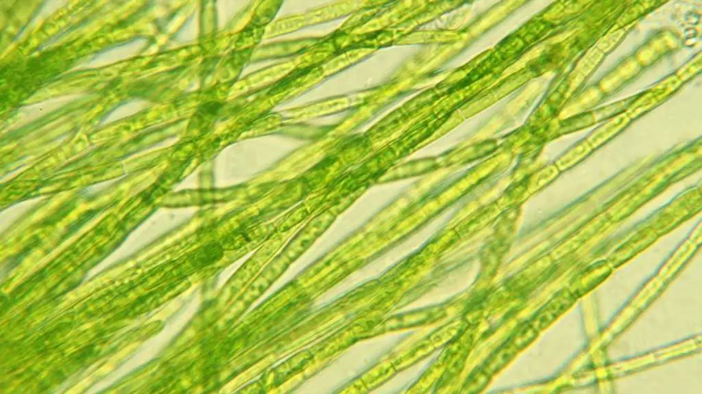 Algae for electricity