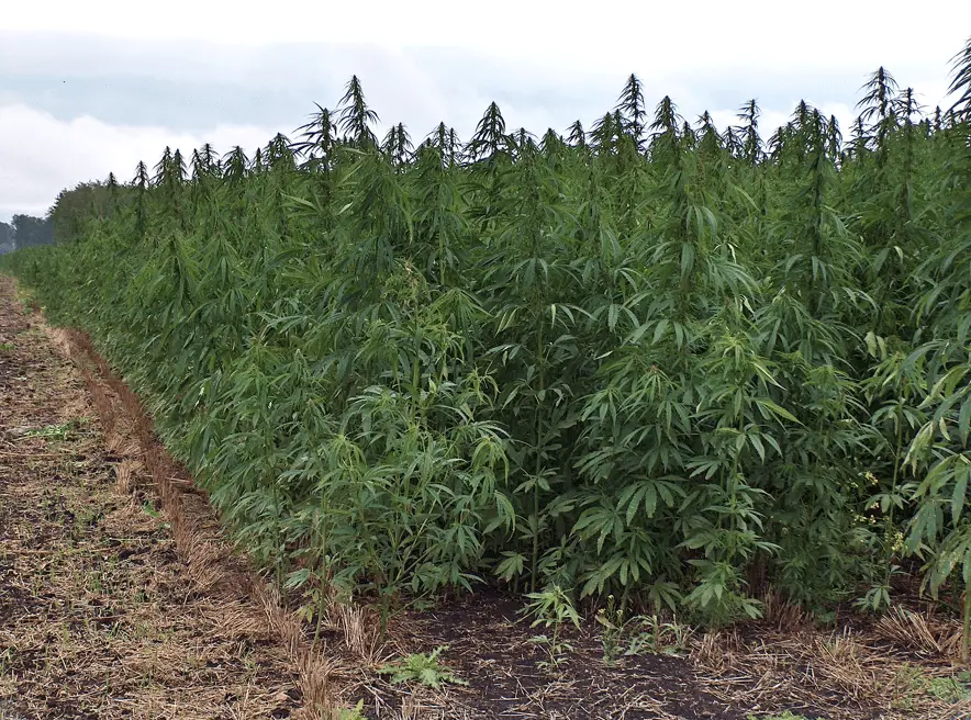 Hemp hemp hooray: Industrial hemp legalized in California