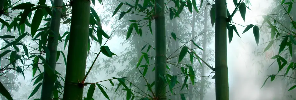 bamboo forest