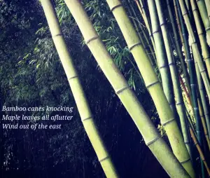 Bamboo Haiku