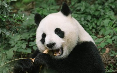 Panda Poop Fuel: Let’s break it down