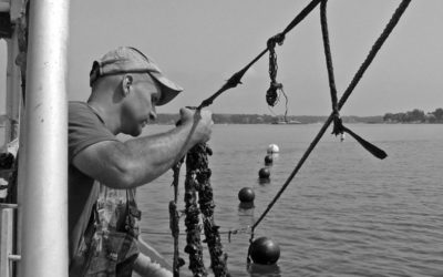 A cry for kelp: Using seaweed to clean up the oceans