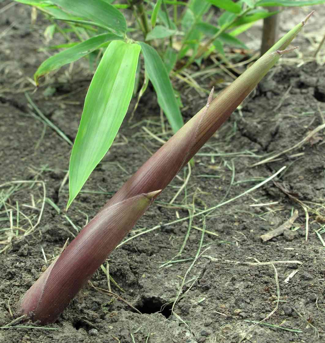 Edible bamboo shoots phyllostachys parvifolia
