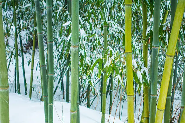 Cold hardy bamboo in the snow