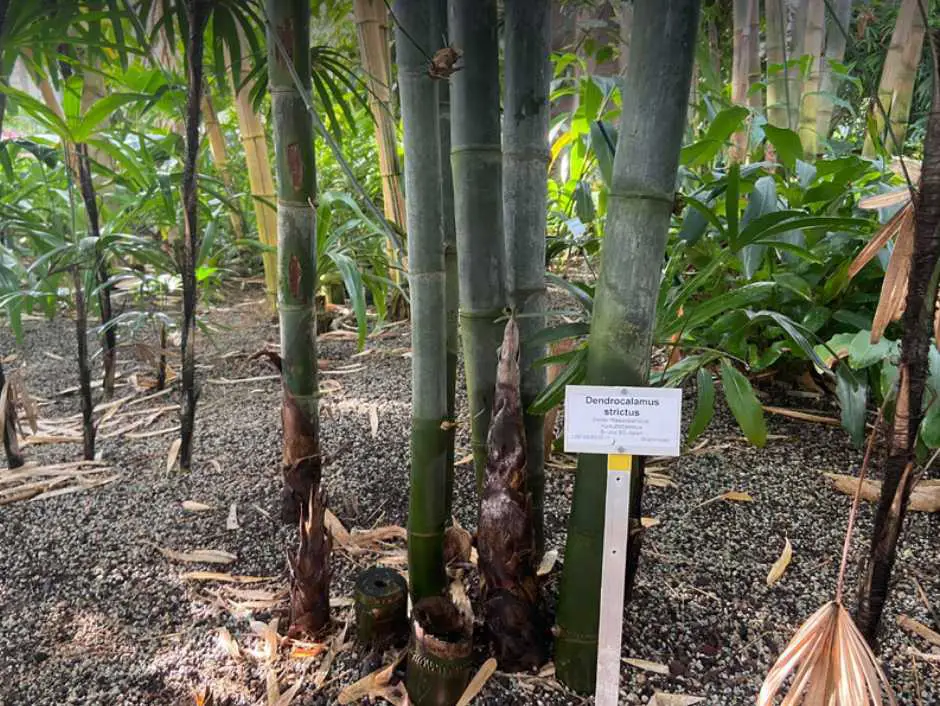 Dendrocalamus strictus in Berlin