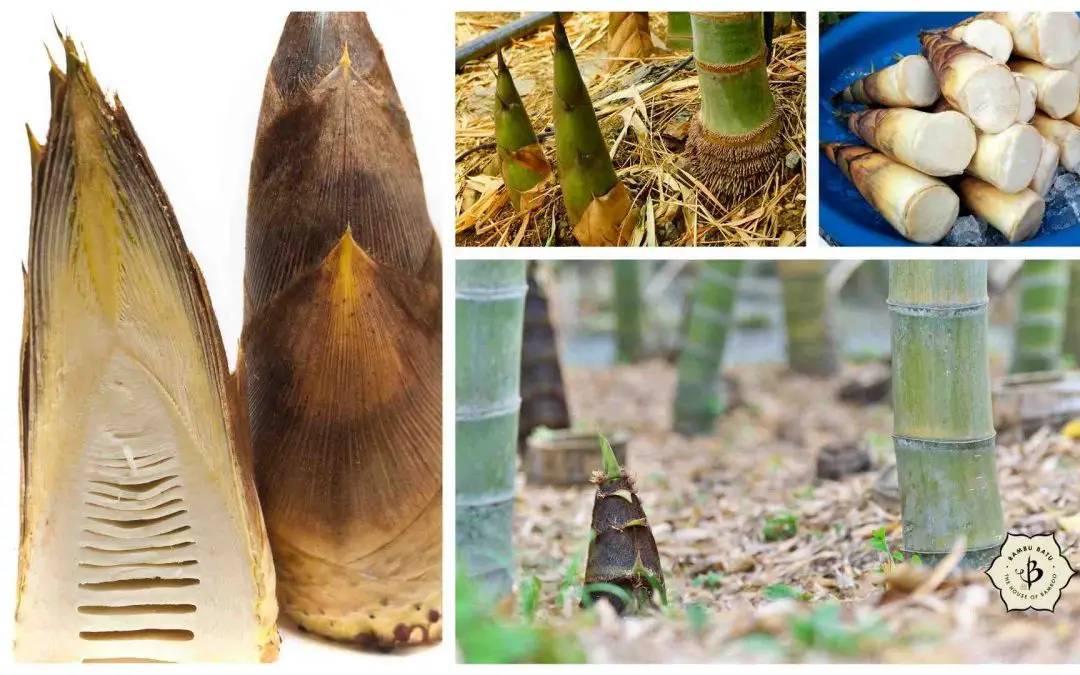 Bamboo Shoots: Edible, sustainable and nutritious