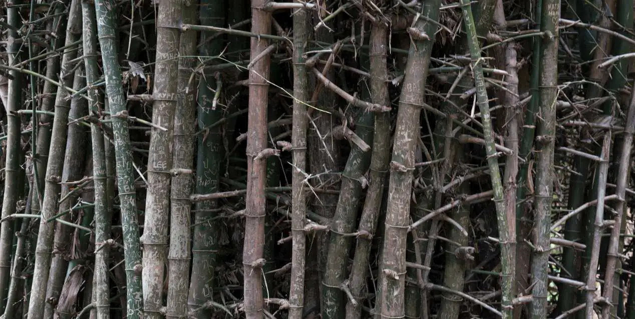 Thorny thicket of Dendrocalamus Bambu Batu