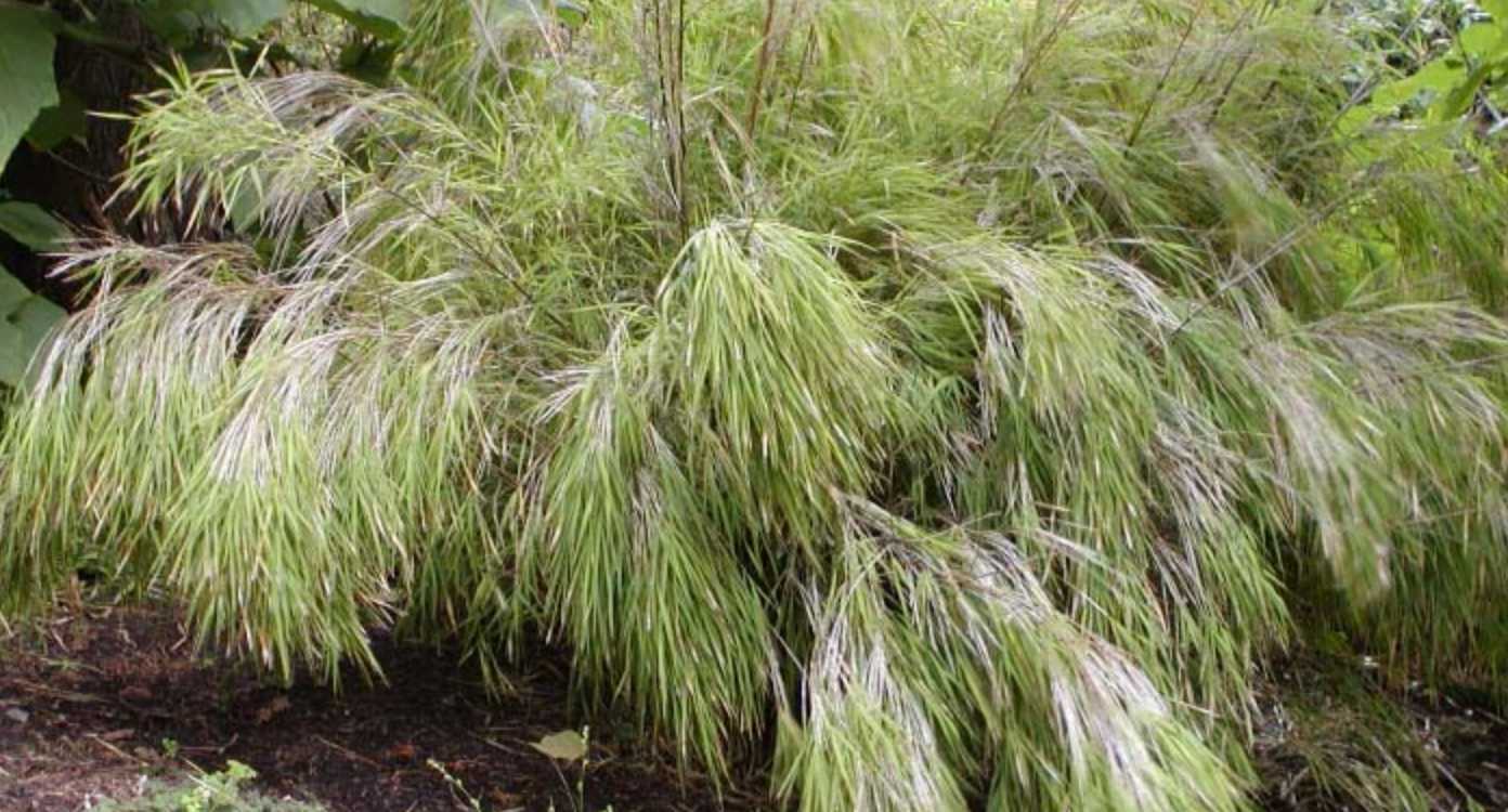 mexican weeping bamboo