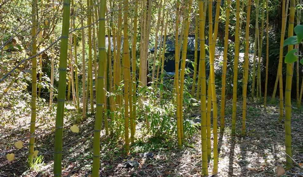 phyllostachys vivax