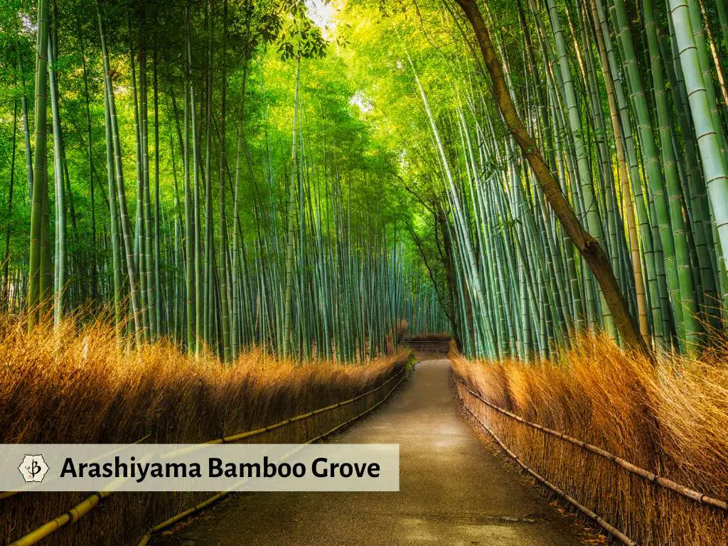Arashiyama Bamboo Grove Japan