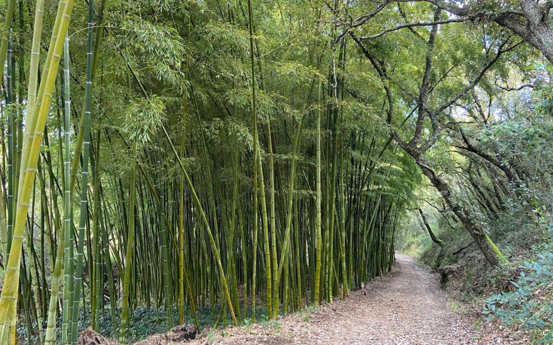 21 of the World’s Best Bamboo Gardens
