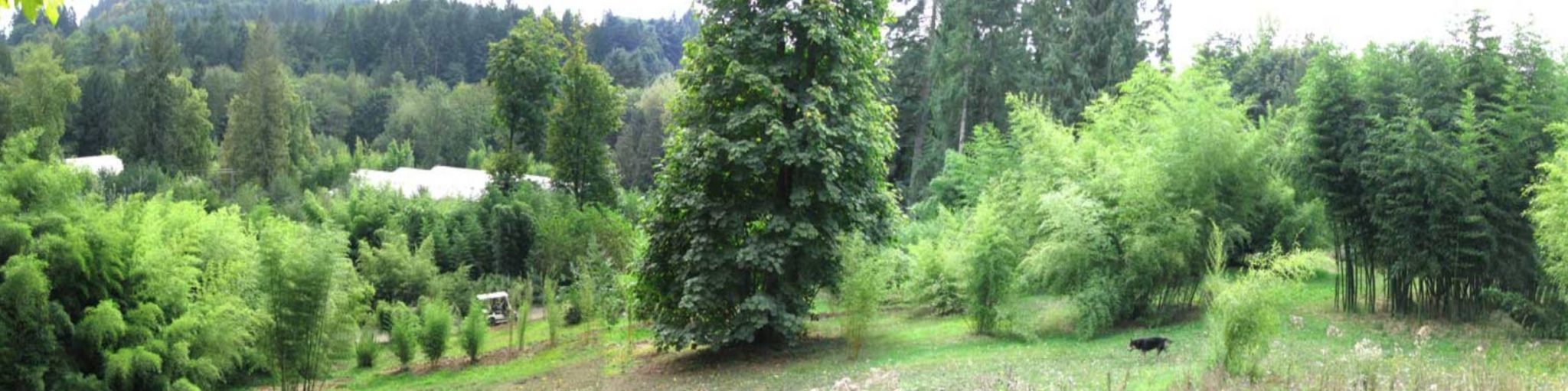 Bamboo Gardens in North Plains Oregon