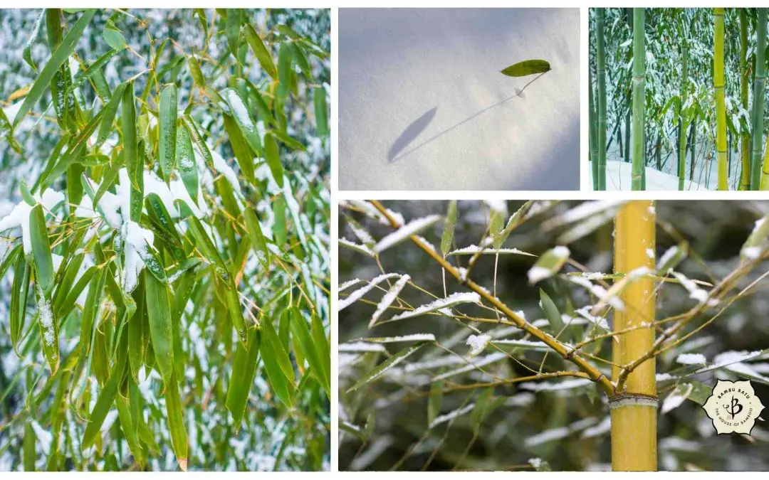 Bamboo snow and cold collage