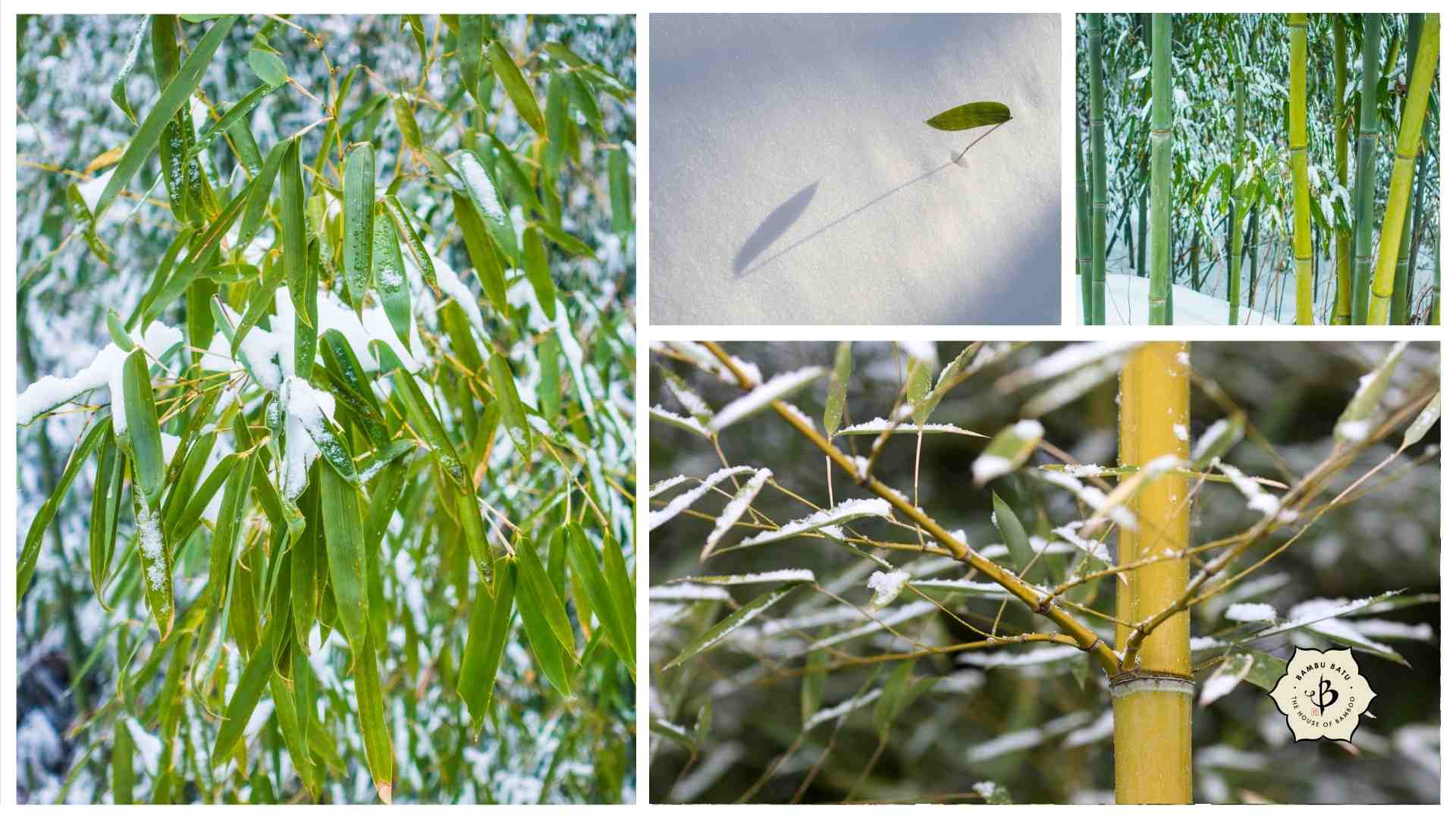 Bamboo snow and cold collage
