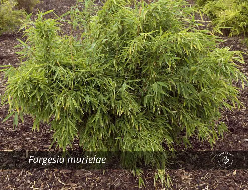 Fargesia murielae bamboo species