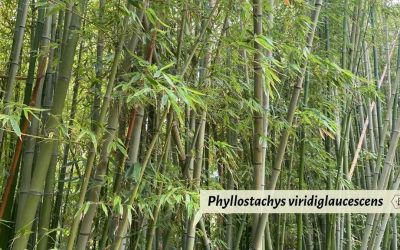 Phyllostachys viridiglaucescens: Green wax bamboo