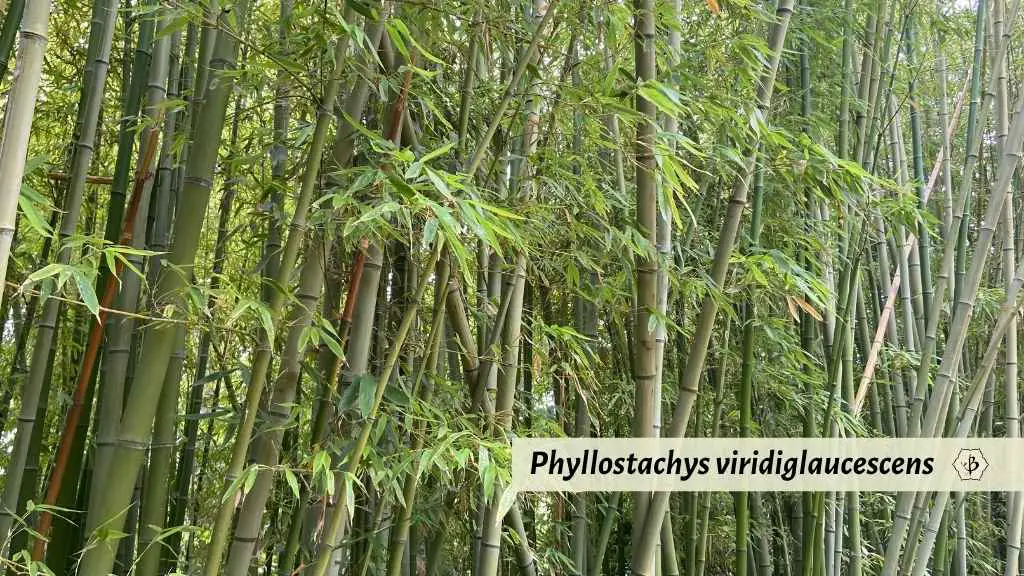 Phyllostachys viridiglaucescens wax bamboo