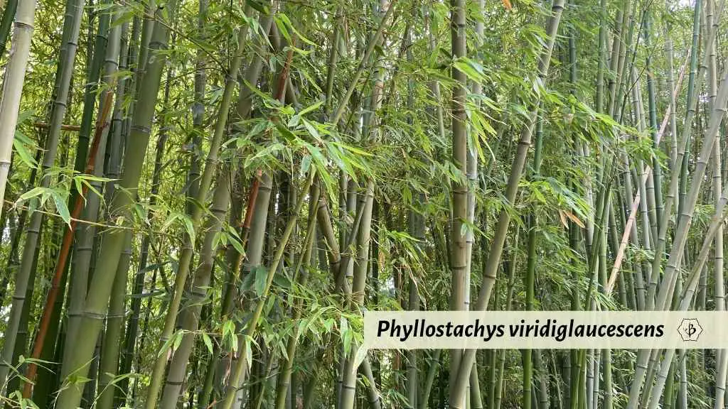 Phyllostachys viridiglaucescens: Green wax bamboo