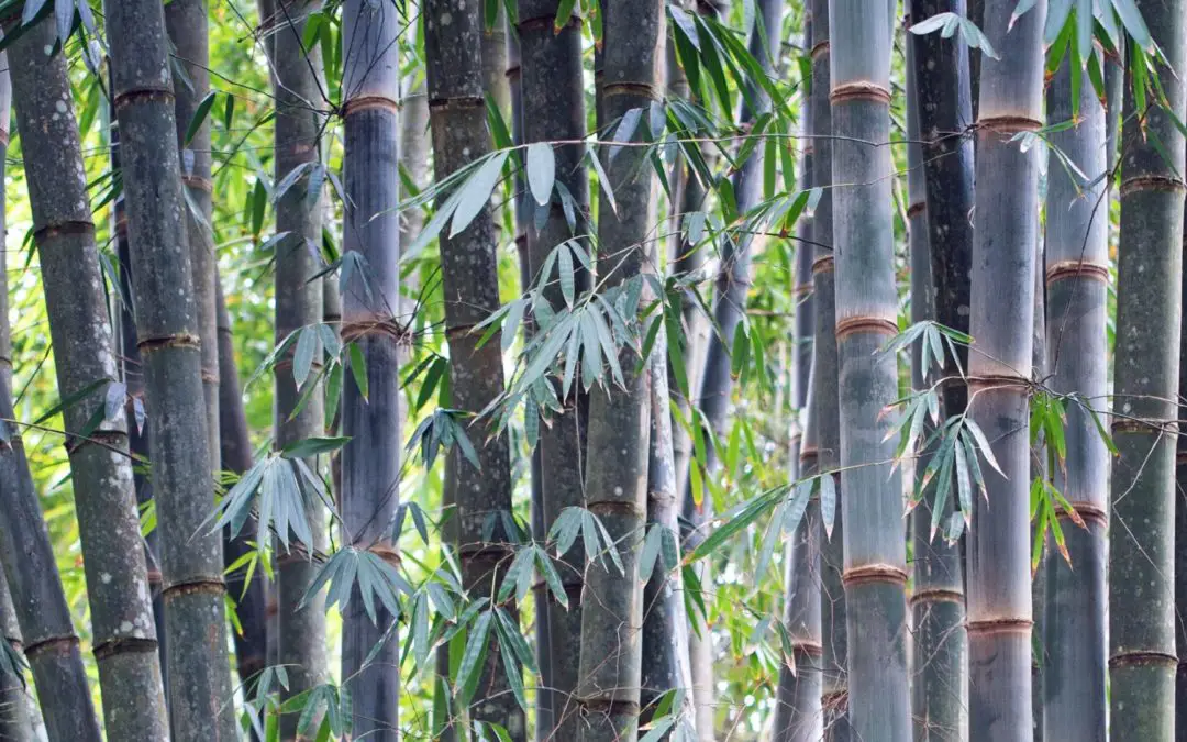 12 Common Questions about Bamboo: Ask the experts