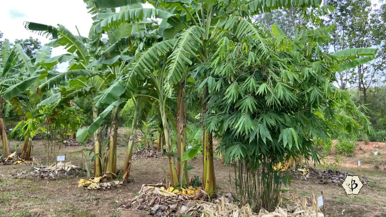 Banana and bamboo intercropping - Bambu Batu