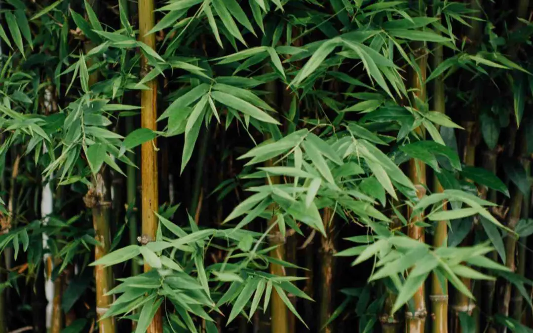 What’s so great about bamboo?