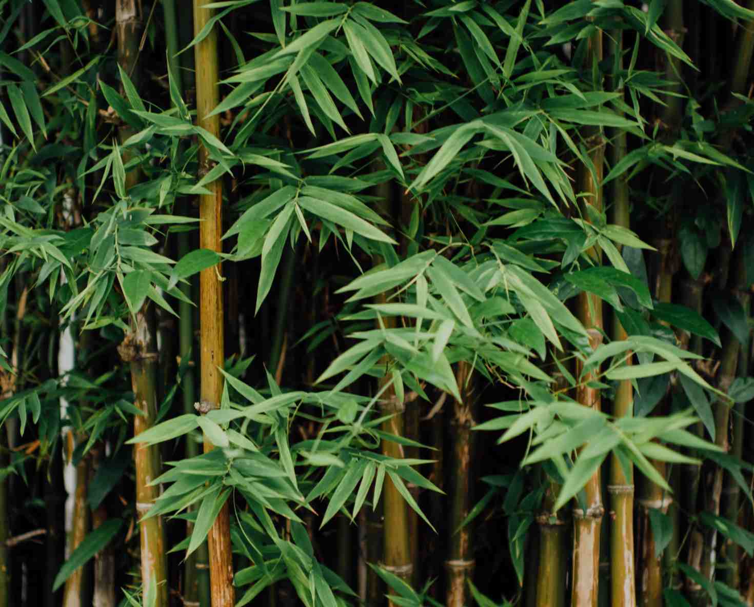 Whats so great about bamboo