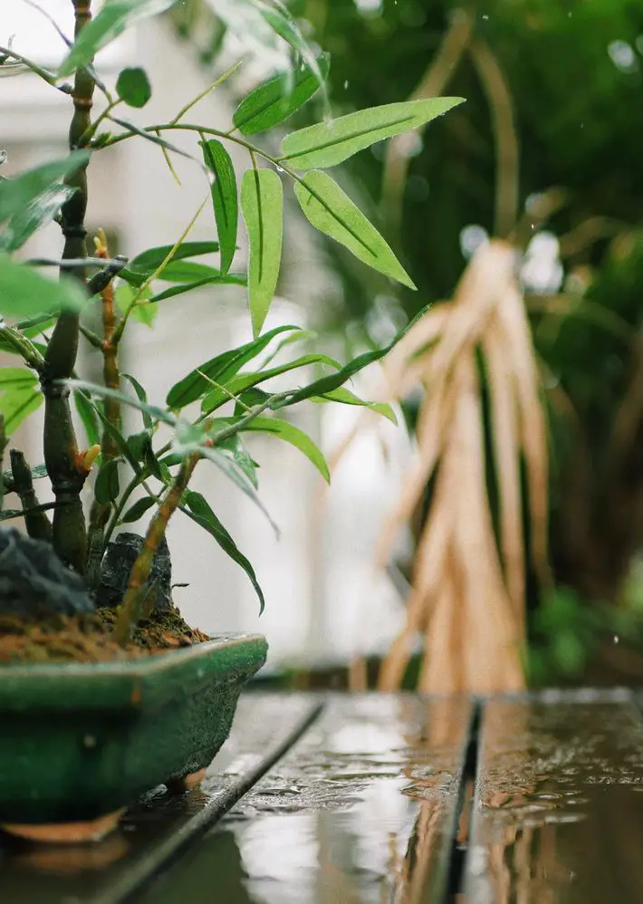 Buddha Belly bamboo for bonsai