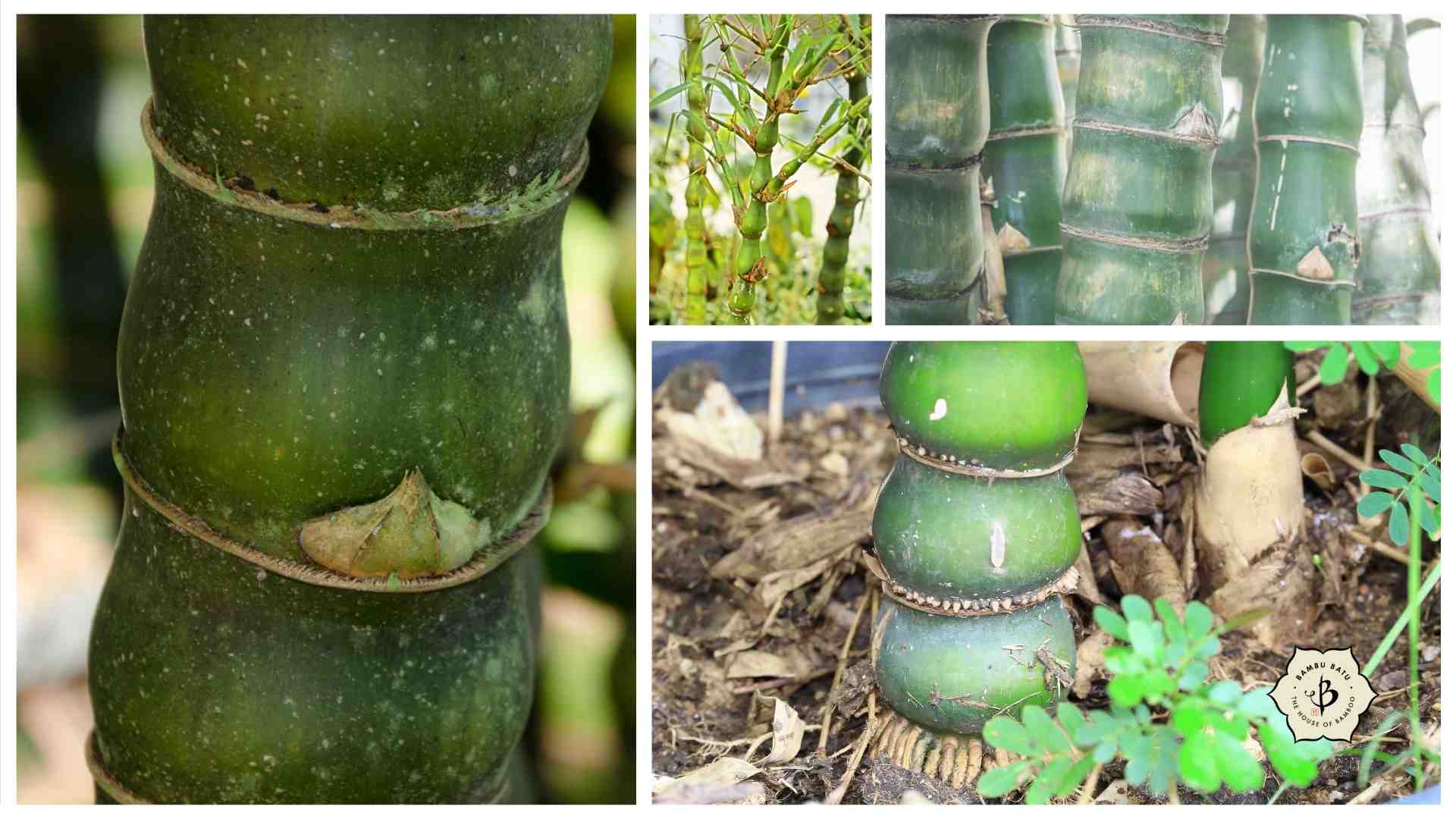 Buddha belly bamboo collage