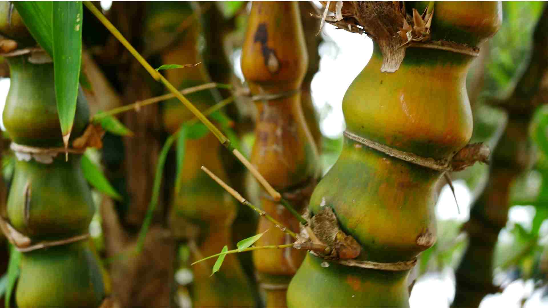 Dwarf Buddha Belly Bamboo