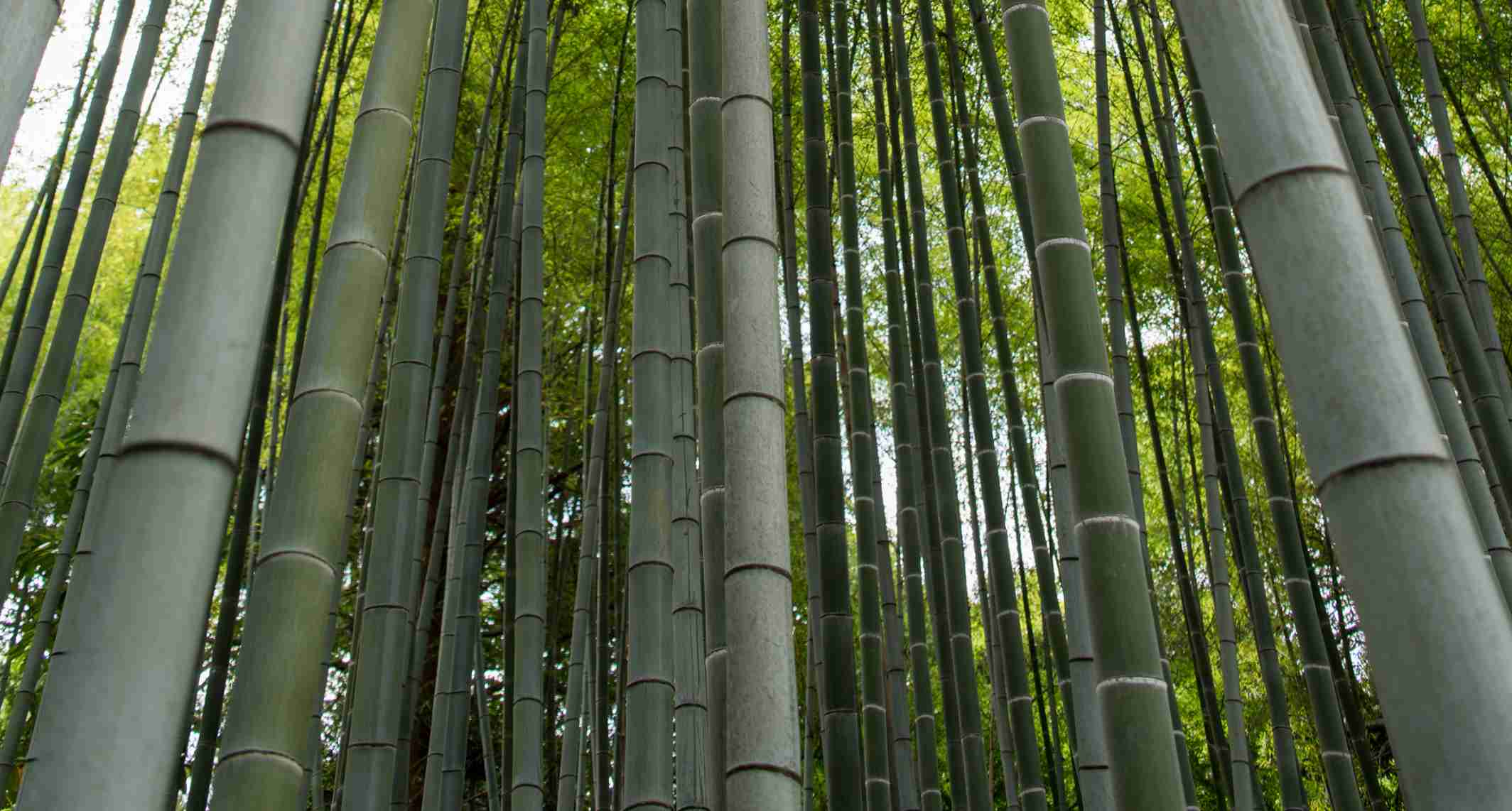 Giant bamboo for building and construction