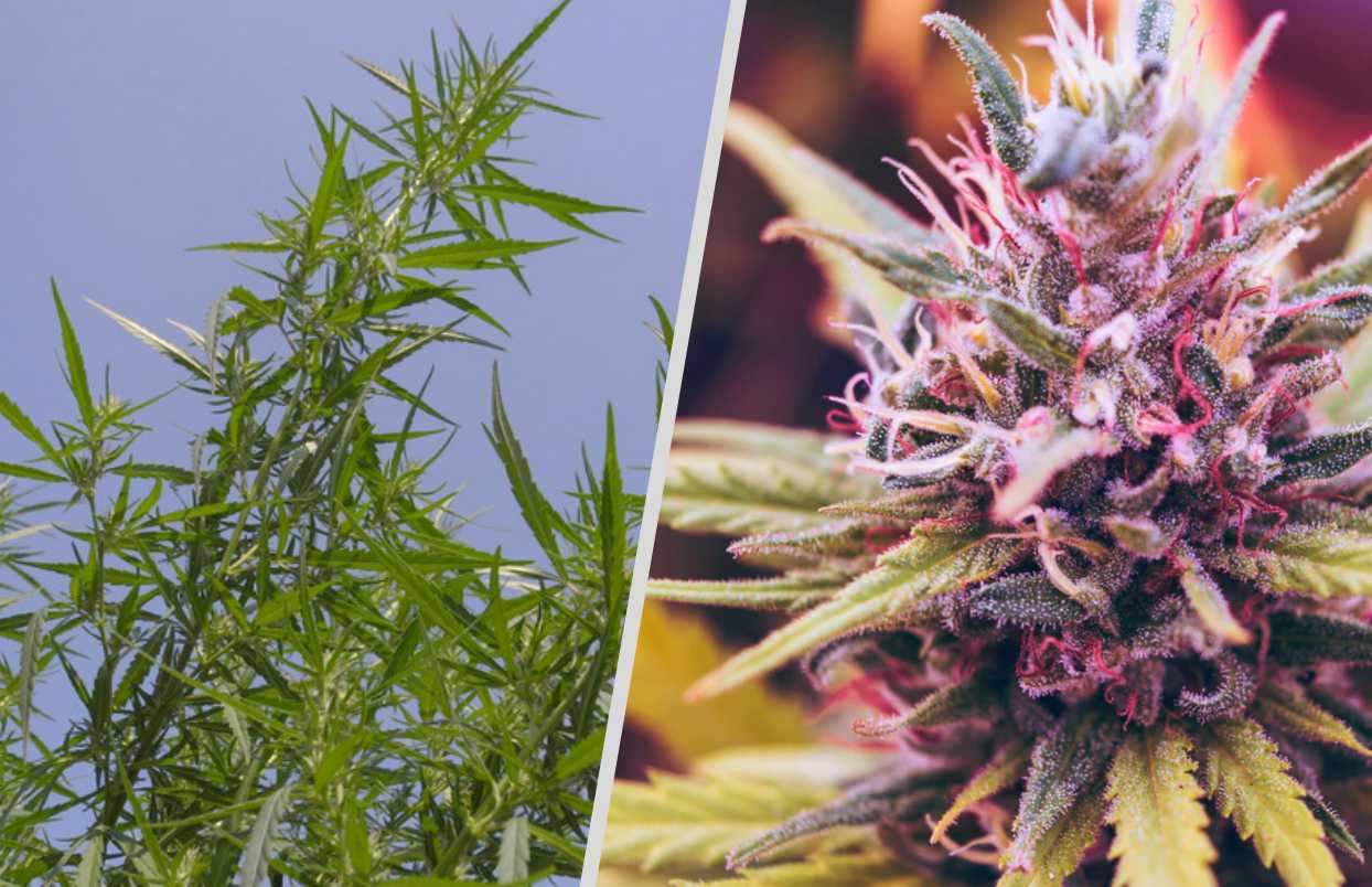 Hemp and Marijuana: What's the difference? - Bambu Batu