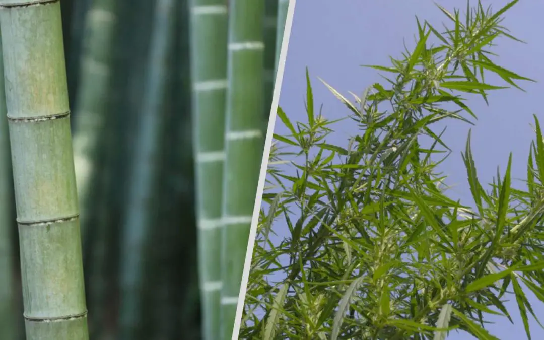 Hemp vs Bamboo: The Ultimate Comparison