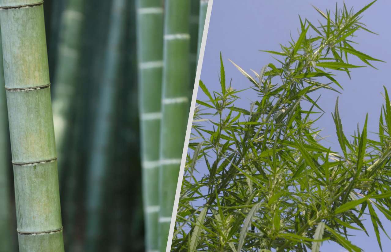 Hemp and bamboo the ultimate comparison