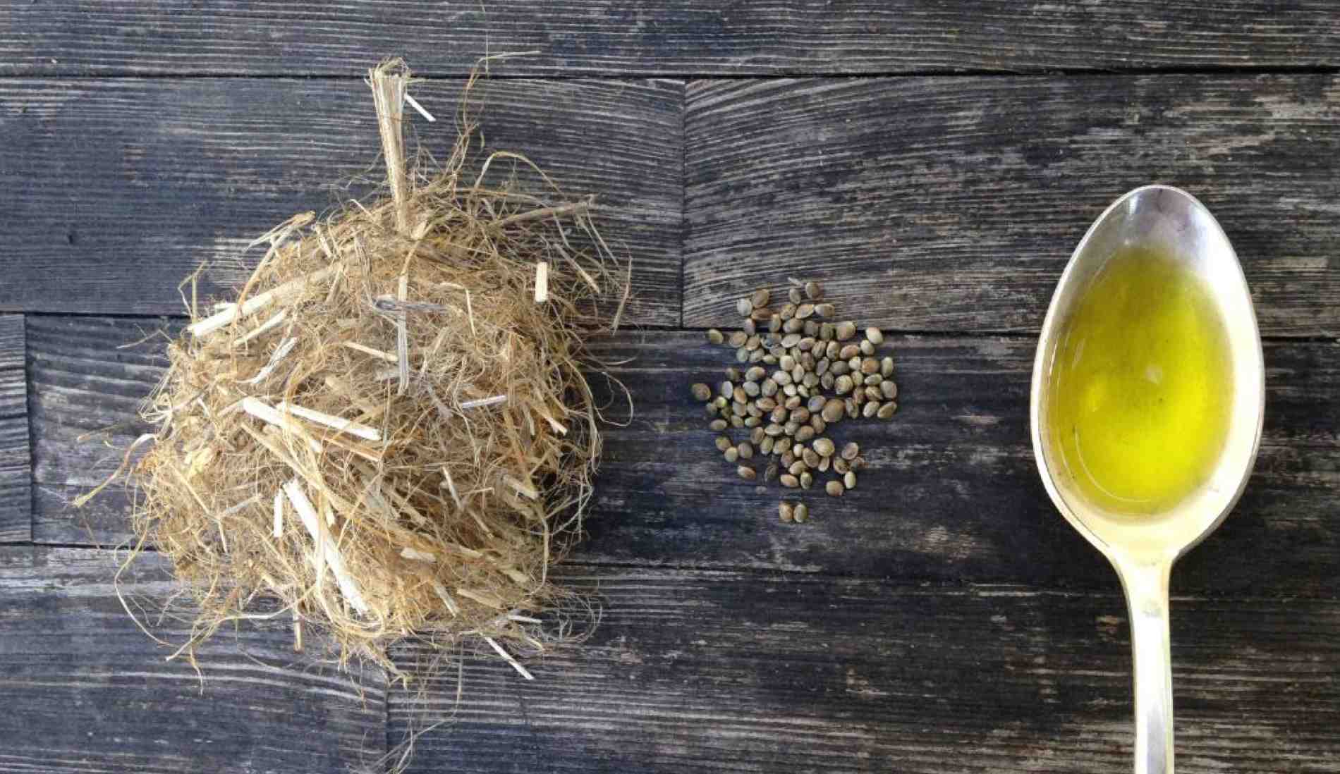 Hemp for fiber, seed and oil