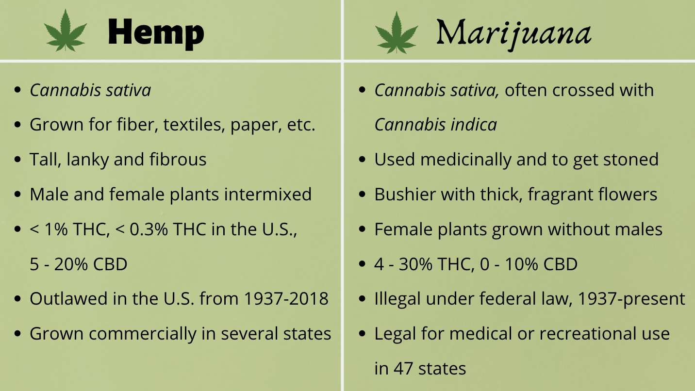 Hemp vs Marijuana infographic